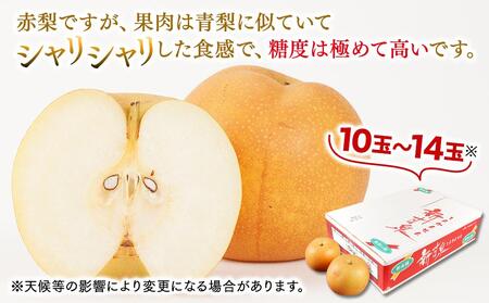 梨 新甘泉梨 5kg ( 5kg × 1箱 )