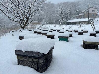 【特別仕様】はちみつ 井之上養蜂場 桃源郷百花蜂蜜 三朝町産 600g × 1本