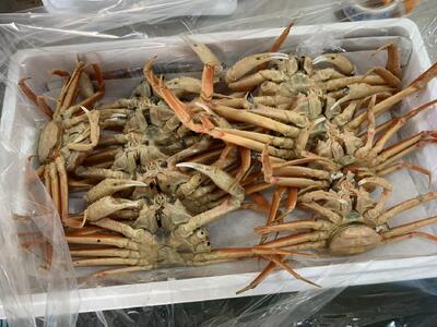 【魚倉】活お任せセコガニ1kgセット