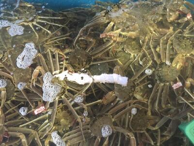 【魚倉】足１本なし生松葉ガニ(並500ｇ)訳あり
