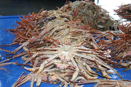 【魚倉】足１本なしボイル松葉ガニ(並５００ｇ)訳あり