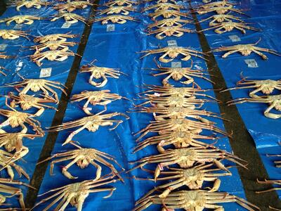 【魚倉】足１本なしボイル松葉ガニ(並５００ｇ)訳あり