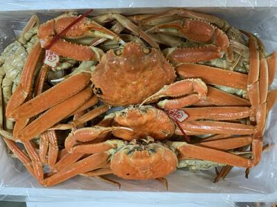 【魚倉】松葉がに ボイル おまかせセット ３kg訳あり