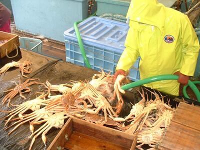 【先行予約】【魚倉】ボイル若松葉ガニ ４尾分８肩(足１～２本なし含む)