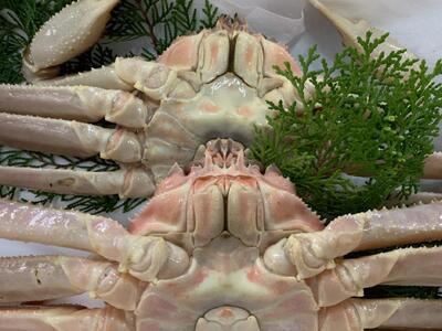 【魚倉】訳あり生松葉ガニ２枚セット