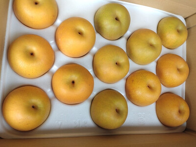 ふるさと納税 鳥取県 岩美町 新甘泉 5kgセット（8-15玉）ご進物用 先行予約中野農園 梨 \u201d新甘泉\u201d 5kg箱｜鳥取 岩美 梨 なし ナシ 赤梨