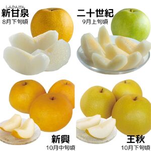 【2026年先行受付】梨 定期便 ゆりはま セット 5kg 果物 フルーツ | 15MS