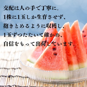 【2026年先行受付】スイカ 4L 9.5kg とまり 美人 西瓜 | 16MS
