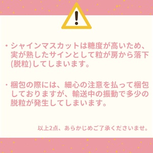 【2026年先行受付】シャインマスカット 2kg 3房 － 5房 潮騒 熟成 ハワイ 種なし | 32MS