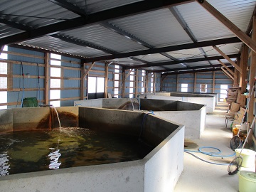 60K.◆湯梨浜ひらめ◆元気漬丼5袋セット