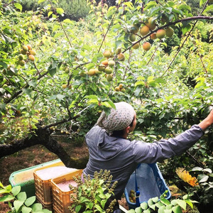 111K.ド~ンと一升!良熟梅酒『野花〔のきょう〕』