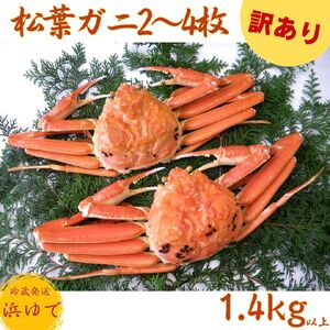 44K.■浜下商店■松葉ガニ2～4枚〔浜ゆで〕◆訳あり◆