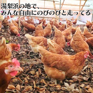 138K.平飼い鶏の『いのちのたまご』30個×12ヶ月〔定期便〕