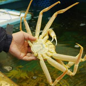 先行予約 訳あり 松葉ガニ 生 2枚 年明け 配送 着日指定不可 北海道、沖縄、一部離島への配送不可 松葉がに