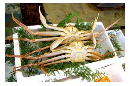 先行予約 松葉ガニ 生なま 2枚 年明け 配送 着日指定不可 北海道、沖縄、一部離島への配送不可 松葉がに