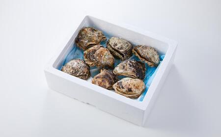  【先行予約 2026年6月以降発送】天然 岩ガキ 約 200 g × 8 個　※北海道、沖縄、一部離島への配送不可 岩ガキ岩ガキ岩ガキ岩ガキ岩ガキ牡蠣牡蠣牡蠣牡蠣牡蠣カキカキカキカキカキ