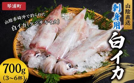 【先行予約 2026年6月以降発送】山陰直送 刺身用白イカ 700g（3～6杯）　※北海道、沖縄、一部離島への配送不可 剣先イカ剣先イカ剣先イカ剣先イカイカイカイカイカイカ