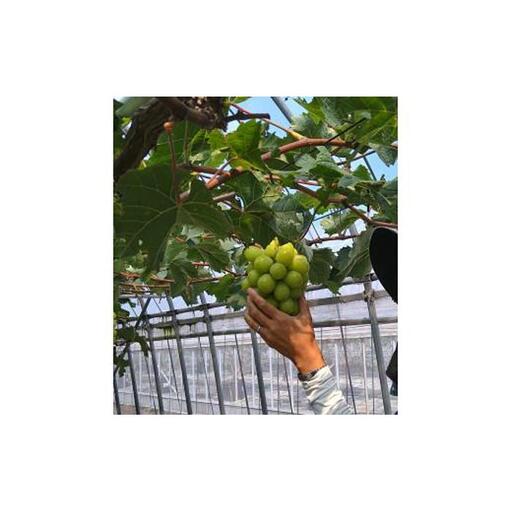 【先行予約】訳あり 琴浦町産シャインマスカット(粒パック)1.2kg