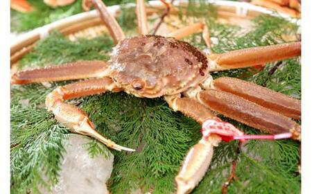 【先行予約】ブランドタグ付き 松葉ガニ（生）1枚（800g以上）【年内配送】 松葉ガニ カニ