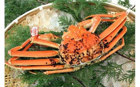 【先行予約】ブランドタグ付き 松葉ガニ(ボイル)1枚(800g以上)【年内配送】 松葉ガニ カニ