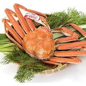 松葉ガニ ブランド タグ付き ボイル 1枚 800g 以上 年明け 配送 茹で 松葉ガニ