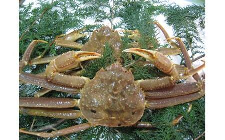 【先行予約】【訳アリ】松葉ガニ(生)2枚(計1.6kg以上)【年内配送】 松葉ガニ カニ