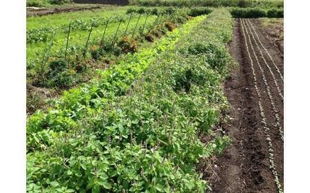 【定期便】自然栽培 旬のサラダセット 約1kg×3回