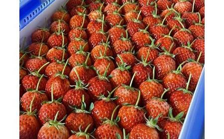 <2026年2月より発送>がんばる私に、ご褒美いちご。オリジナル品種「とっておき」( 12 ~ 15 粒入り )ドライフルーツセット(贈答用)