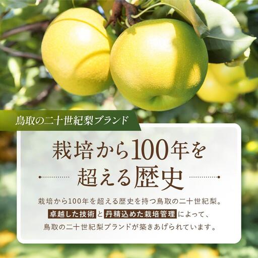 【先行予約】数量限定 鳥取県産梨 王秋(おうしゅう) 3.5kg(5~6玉)