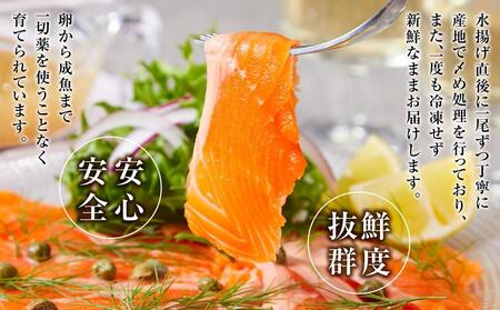 サーモン 1kg （500g×2P） 鳥取 活〆 冷蔵 生フィレ【 琴浦グランサーモン 魚 国産サーモン 魚介類 陸上養殖サーモン 人気 サケ サーモン刺身 】