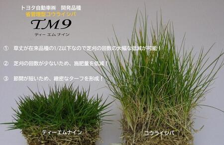 芝生(省管理型コウライ芝　TM9ティーエムナイン)6束セット※6平米分