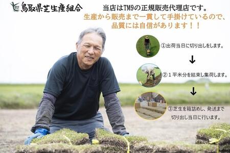 芝生(省管理型コウライ芝　TM9ティーエムナイン)6束セット※6平米分