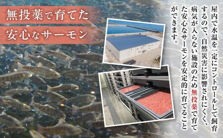 サーモン 500g 2-3パック 鳥取 【 琴浦グランサーモン 魚 国産サーモン 魚介類 陸上養殖サーモン 人気 サケ サーモン刺身 】