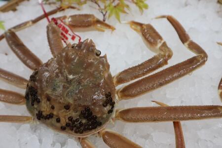 鳥取県産　生　松葉ガニ（５００ｇ～７００ｇ）（1～2人前）訳アリ 松葉ガニ松葉ガニ松葉ガニ松葉ガニ松葉ガニカニカニカニカニカニカニ