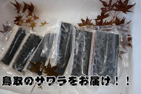 鳥取県産 サワラ６００g（３００g×２パック） 国産 サワラ 鰆 生食用 真空冷凍 サワラ サワラ サワラ サワラ サワラ