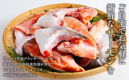 【先行予約 2026年1月中旬以降発送】【数量限定】訳あり 国産 とっとり 琴浦 グラン サーモン カマトロ 3kg（1kg×3パック）国産サーモン 魚介類 陸上養殖サーモン 人気 サケ サーモン