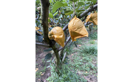 【先行予約】訳あり 数量限定 鳥取県産”新甘泉（しんかんせん） 約5kg （10～18玉）≪2026年9月中旬頃出荷≫