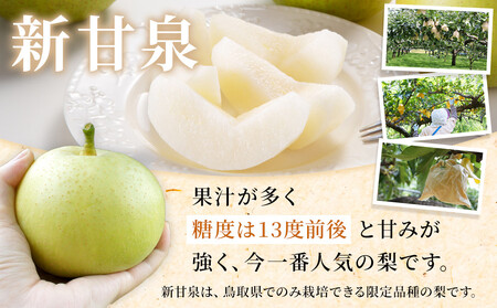 【先行予約】訳あり 数量限定 鳥取県産”新甘泉（しんかんせん） 約5kg （10～18玉）≪2026年9月中旬頃出荷≫|新甘泉