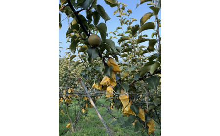 訳あり 数量限定 鳥取県産”新興梨（しんこうなし）” 約5kg （8～15玉）≪2025年10月中旬頃出荷≫