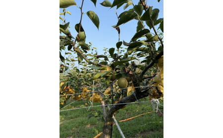 訳あり 数量限定 鳥取県産”王秋梨(おうしゅうなし)” 約5kg (7~15玉)≪2025年11月中旬頃出荷≫