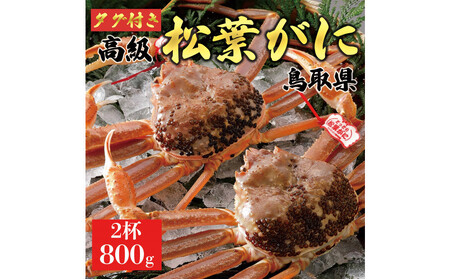 【2025年12月~2026年1月発送】特撰 松葉がに(なま)【ブランドタグ付き】800g超の大きいサイズ 食べ応えあり 特大2杯