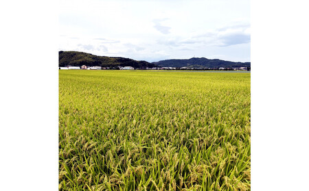 令和7年産 こしひかり無洗米 5kg