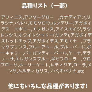 【厳選株】【農場直送】多肉植物エケベリア ぷっくり充実株!! おまかせ7品種セット ※着日指定不可 ※北海道・沖縄・離島への配送不可