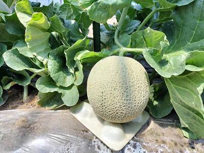 784.【先行予約】青肉メロンの新星「クレセントメロン」1.5kg前後×1玉 ※2026年7月中旬より順次発送