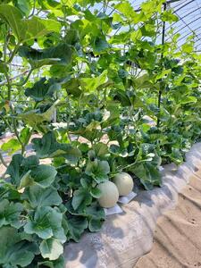 784.【先行予約】青肉メロンの新星「クレセントメロン」1.5kg前後×1玉 ※2026年7月中旬より順次発送