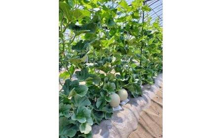 785.【先行予約】青肉メロンの新星「クレセントメロン」うれしい！3~4玉入　※2026年７月中旬より順次発送