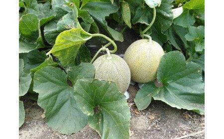 786.【先行予約】幻の「優香メロン」うれしい!3~4玉入 ※2026年6月下旬より順次発送予定