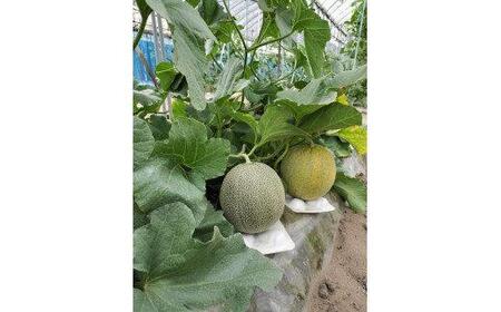 786.【先行予約】幻の「優香メロン」うれしい!3~4玉入 ※2026年6月下旬より順次発送予定