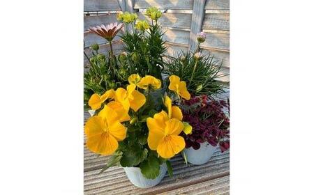 809.季節のマイガーデン・スターターセット ※離島への配送不可