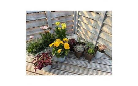 811.季節のガーデン&グリーンセット ※離島への配送不可